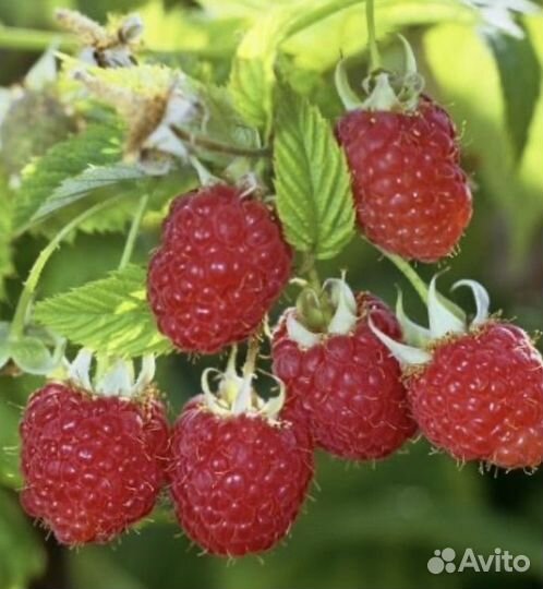 Саженцы малины