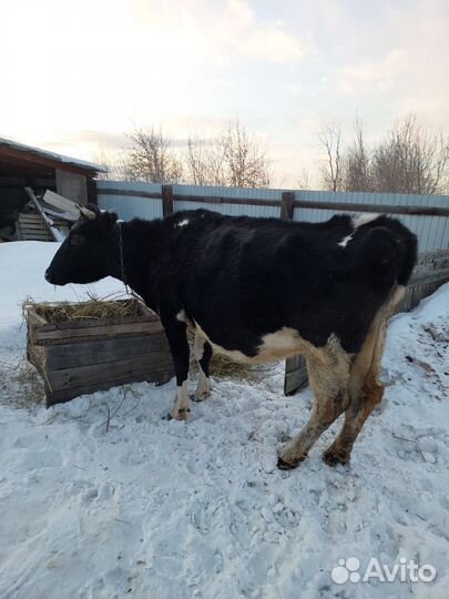 Коровы и телки стельные