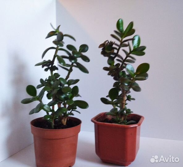 Денежное дерево