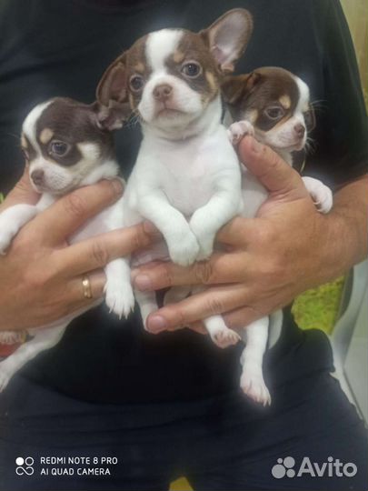 Щенки чихуахуа