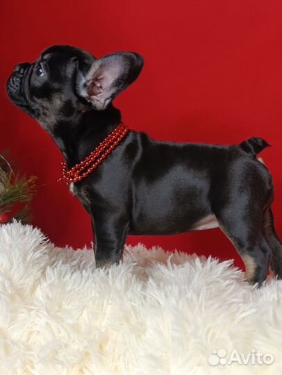 Французский бульдог