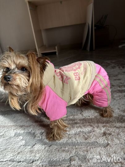 Куртака зимняя для мелких собак
