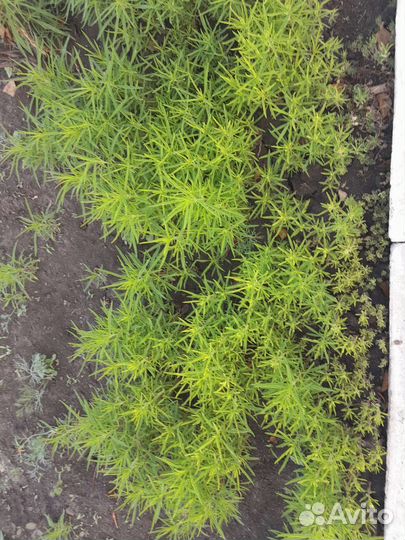 Рассада кохия