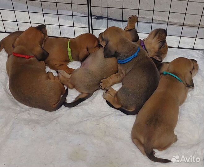 Щенки таксы