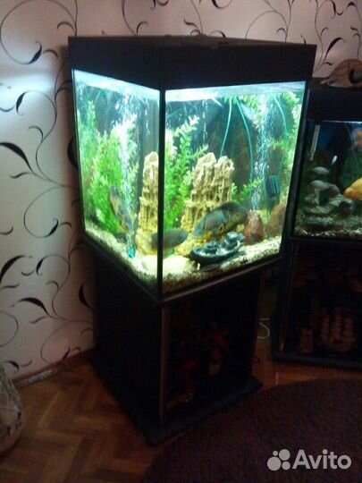 Аквариум 150л