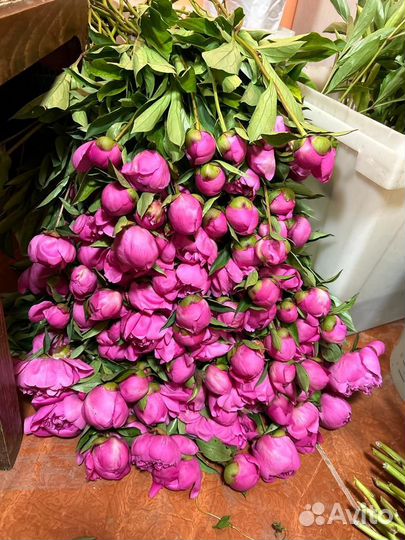 Пионы корни осень 2023