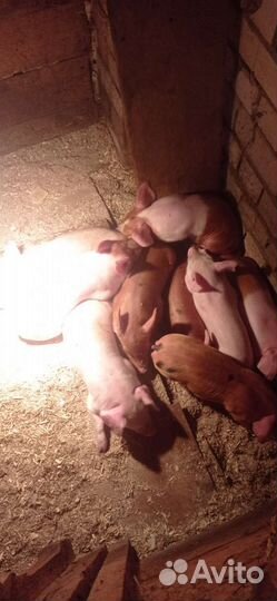Поросята породы ландрас + дюрок