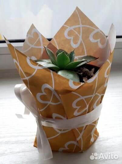 Продам цветы комнатные