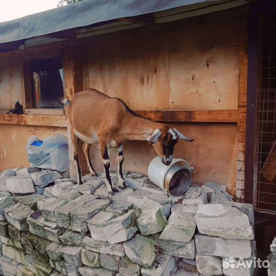 Козье молоко