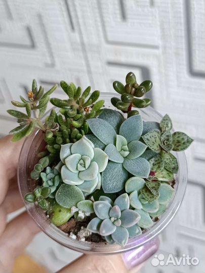 Садик из суккулентов