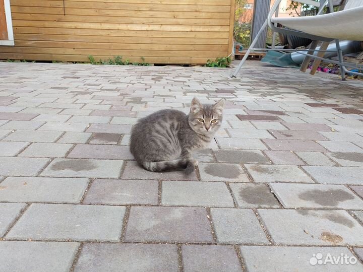 Котята ищут дом