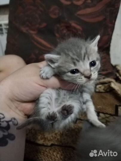 Кошка в дар