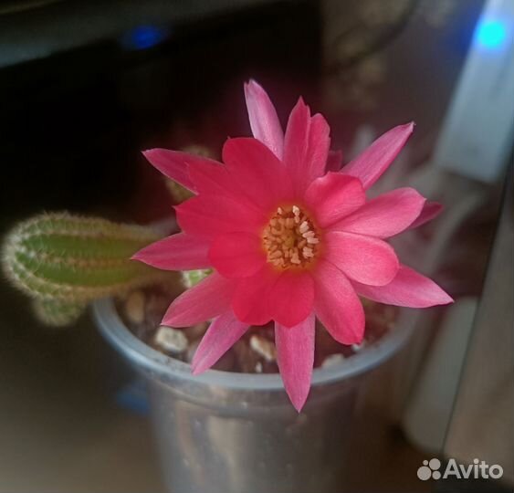 Коллекционные взрослые цветущие кактусы