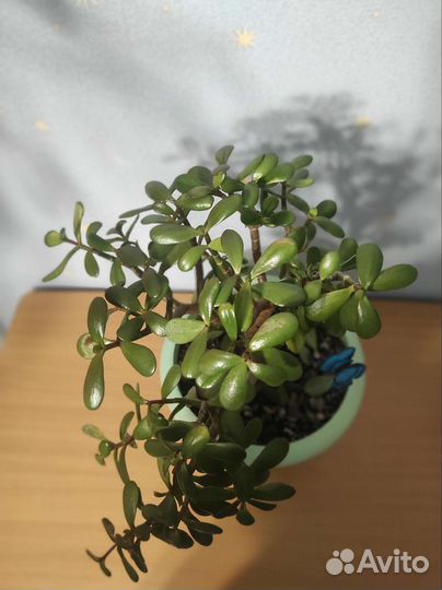 Красула толстянка