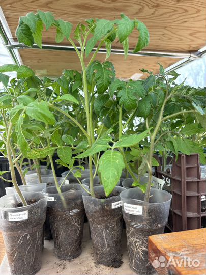 Перецы, баклажаны, помидоры, капуста, петунии