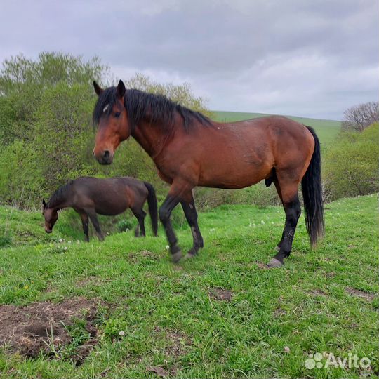 Карачаевский жеребец