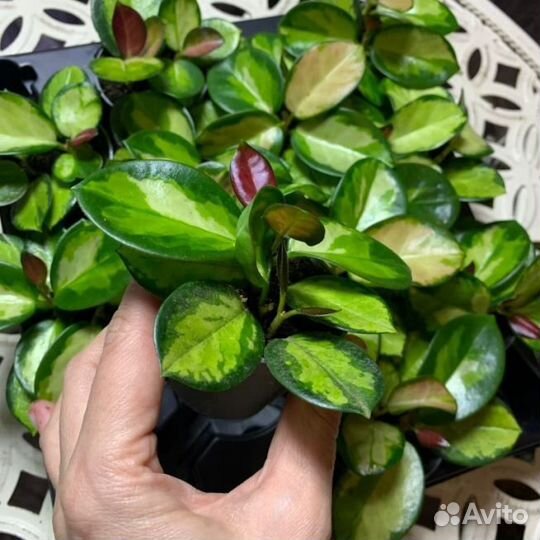 Комнатные цветы (хойки)