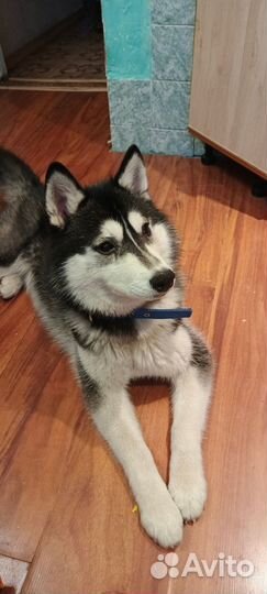 Сибирский хаски