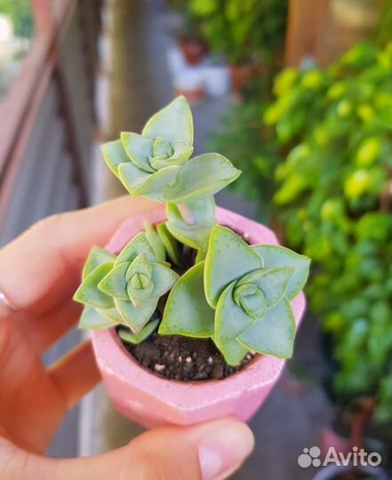 Суккуленты