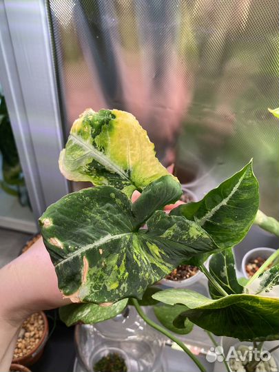 Сингониум яичница