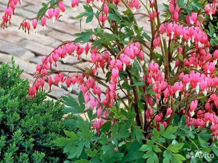 Дицентра великолепная