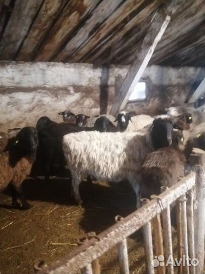 Курдючные бараны овцы