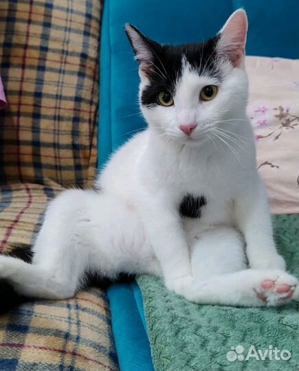 Котенок