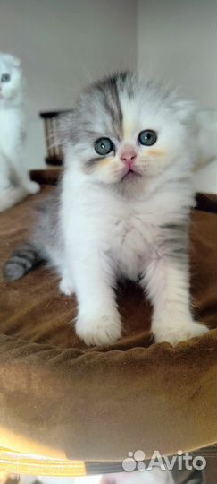 Хайленд фолд, девочка