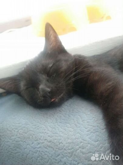 Отдам кота в добрые руки