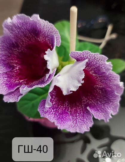 Глоксиния цветущая