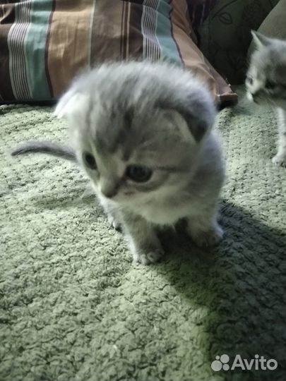 Шотландские котята, девочки