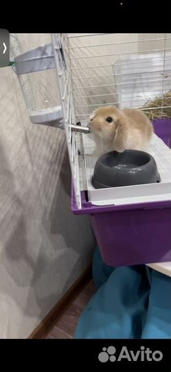 Кролик минилоп