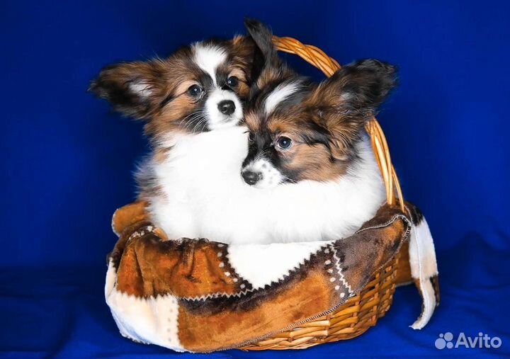 Щенки папийона