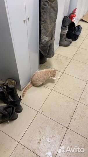 Кот в добрые руки