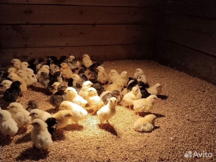 Цыплята суточные
