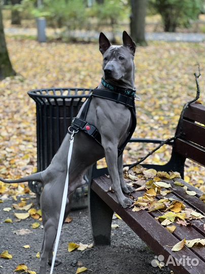 Тайский риджбек вязка кобель