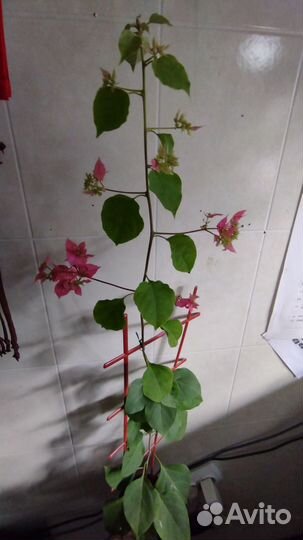 Бугенвиллеи (мандевила)