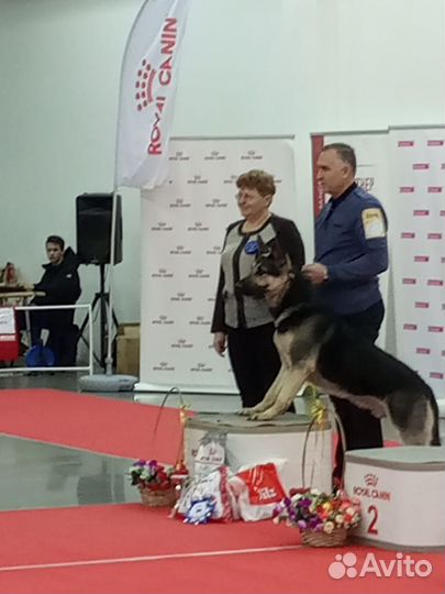 Немецкая овчарка