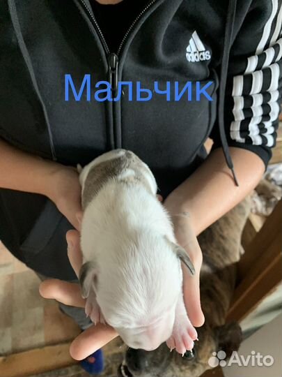 Щенки амстаффа