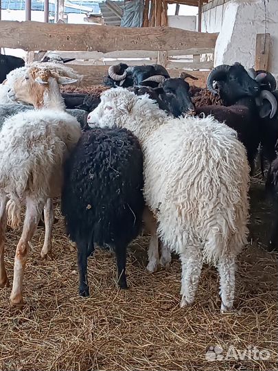 Ягнята баранчики