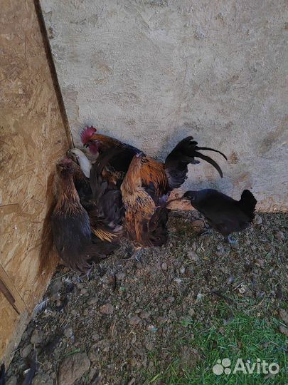 Куры петухи