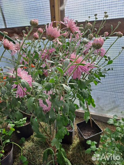 Рассада многолетних цветы