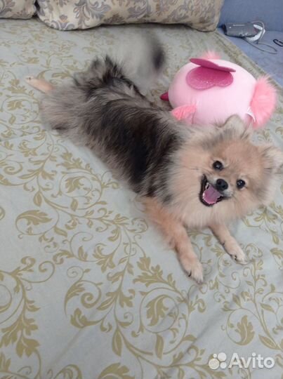 Щенки шпица