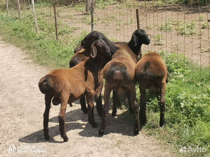 Гиссарские бараны (на племя )