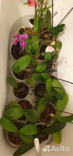 Орхидея дендробиум