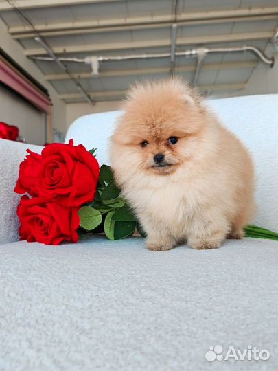 Померанский шпиц люксовая девочка медвежонок