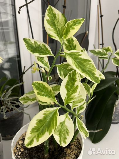 Педилантус