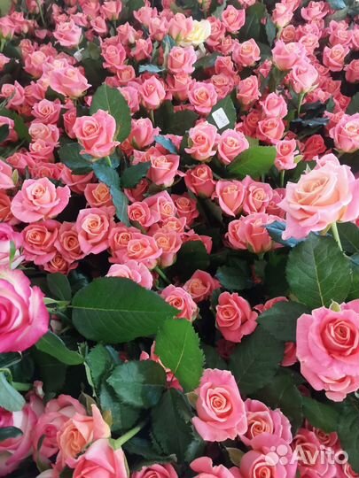 Розы Цветы Букеты 25 51 101 301 501 опт