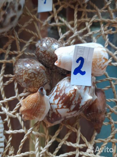 Морские ракушки раковины