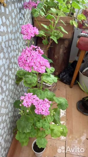 Пеларгония герань